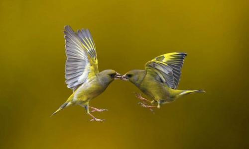 Двойное дыхание птиц: особенности газообмена В чем заключается механизм двойного дыхания