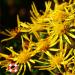 Elecampane - nine healing powers