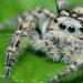 Dream interpretation: what the Spider is dreaming of