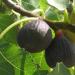 The fig tree is the tree of the knowledge of good and evil Nutritional properties of figs