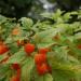 Physalis - decorative and delicious nightshade