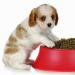 Why the dog does not eat, eats poorly or refuses dry food at all Dog does not eat dry food