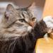 How many times a day to feed a cat: nutritional rules How to feed a cat feeding regimen