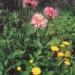 Flowers against pests: beauty with benefits How to grow calendula in the country