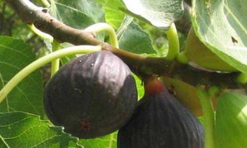 The fig tree is the tree of the knowledge of good and evil. Nutritional properties of figs.