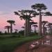 Fotografia a popis stromu Baobab Legendy o pôvode