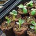 The subtleties of caring for gourds: we grow watermelon in the open field