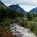 A lichen scientist talks about the benefits of lichens, global warming and radioactive deer