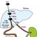 Hepatotoxikus reakciók és hepatoprotektív terápia a ftiziológiában