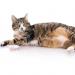 The main signs of pregnancy in cats How to understand that a cat is pregnant after mating