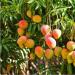 Useful properties and harm of mango